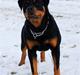 Rottweiler  Jamila. R.I.P. 31.05.2011You will always be in my