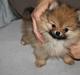 Pomeranian Coco.