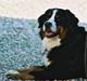 Berner sennenhund Euro Kensens Edna