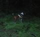 Staffordshire bull terrier Arthos