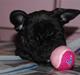 Fransk bulldog Berta <3 - damp :*