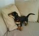 Gravhund Nuser