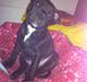 Staffordshire bull terrier Amy