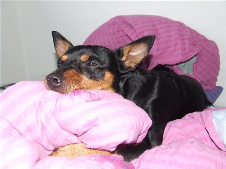 Dvaergpinscher Chico billede 15