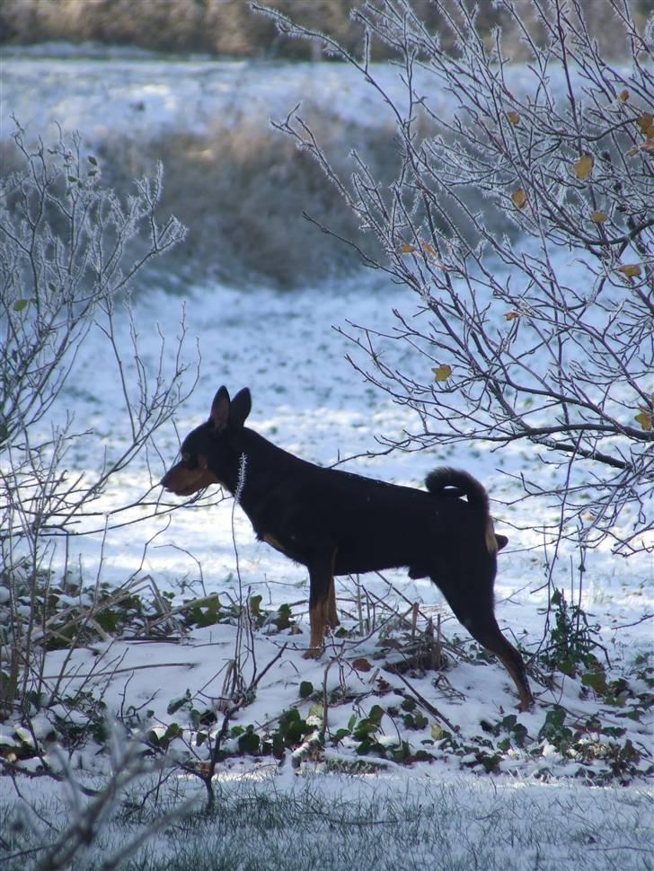 Dvaergpinscher Chico billede 16