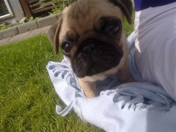 Mops Møffe billede 13