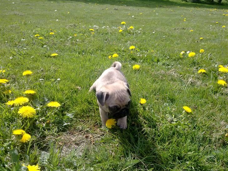 Mops Møffe billede 14