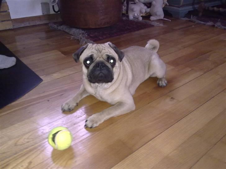 Mops Møffe billede 15