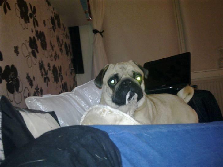 Mops Møffe billede 16