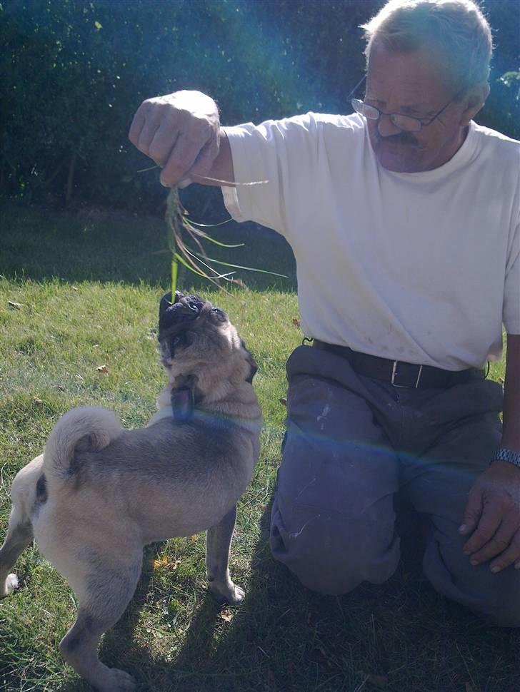 Mops Møffe billede 17