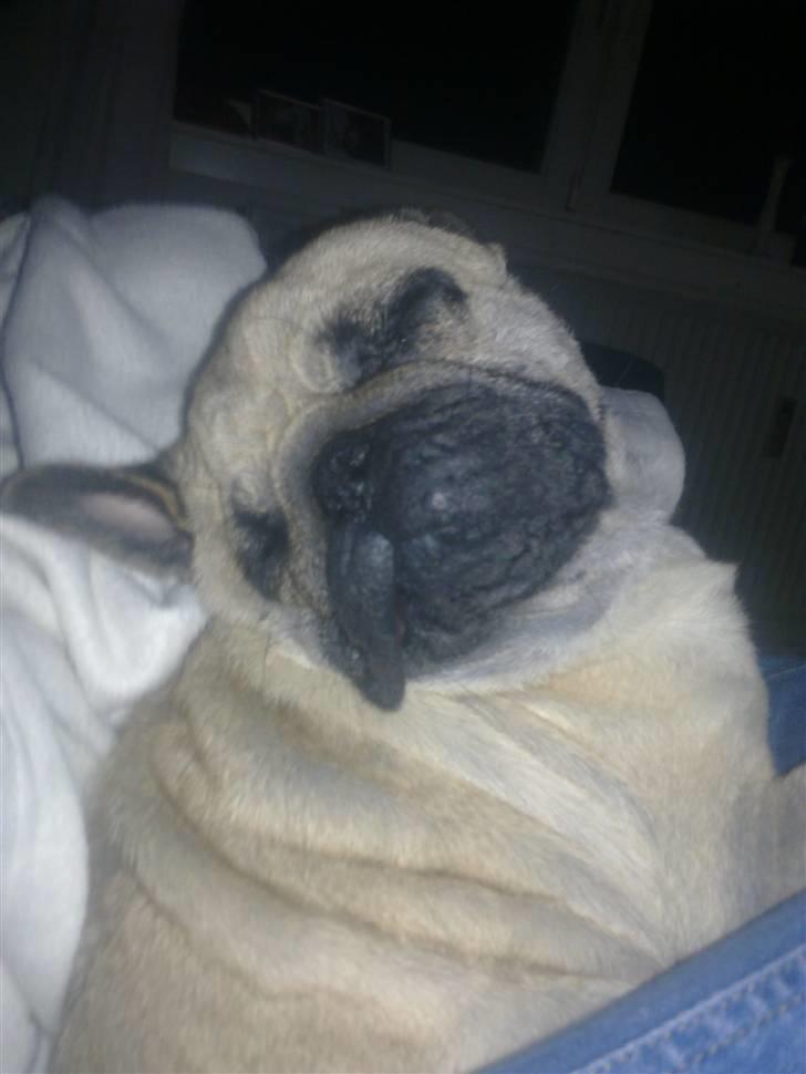 Mops Møffe billede 18