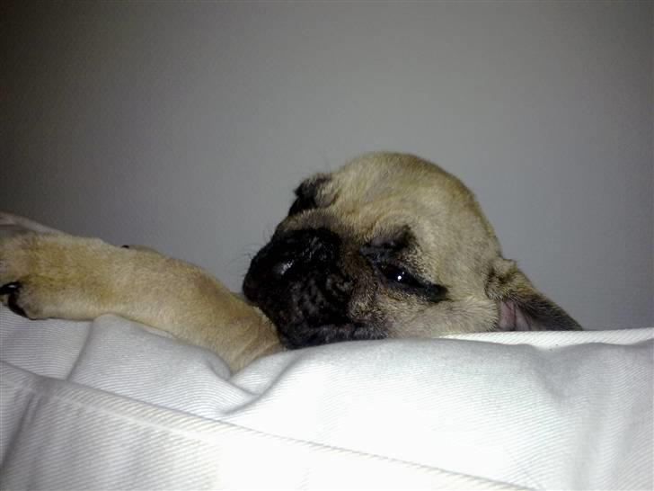 Mops Møffe billede 19