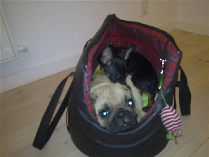 Mops Møffe billede 20