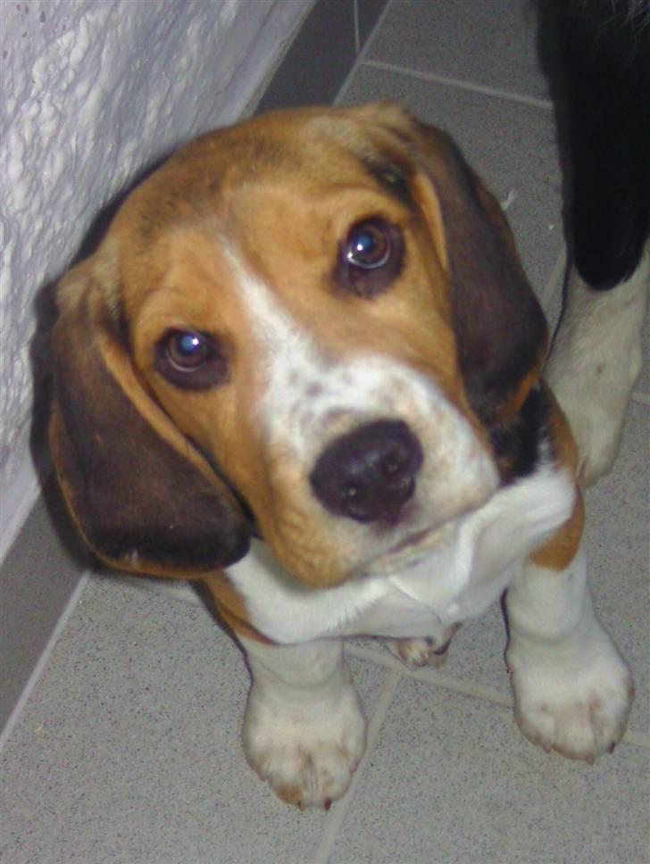 Beagle Bailey (Himmelhund) - JEG ELSKER DIG MIN LILLE BAILEY <3 billede 1