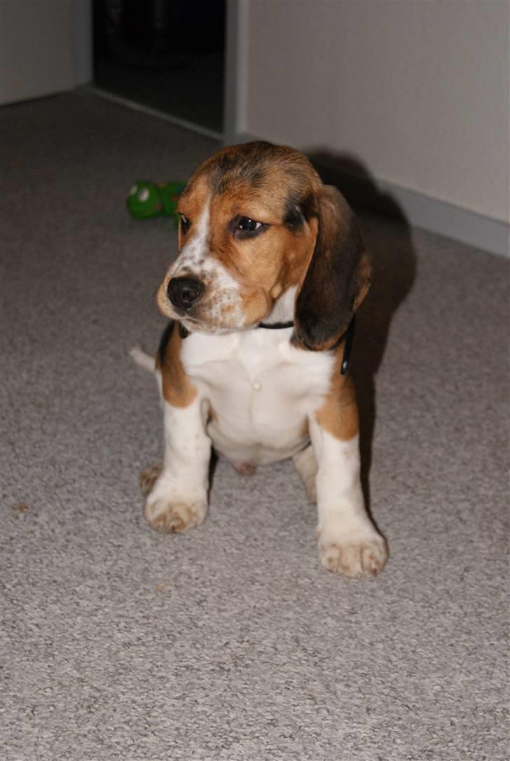 Beagle Bailey (Himmelhund) - Bailey, verdens bedste hund, <3 billede 2