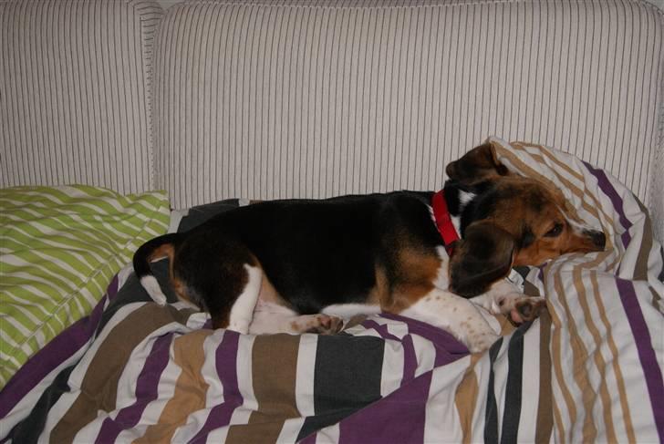 Beagle Bailey (Himmelhund) - Nuuhar, Bailey :) billede 3