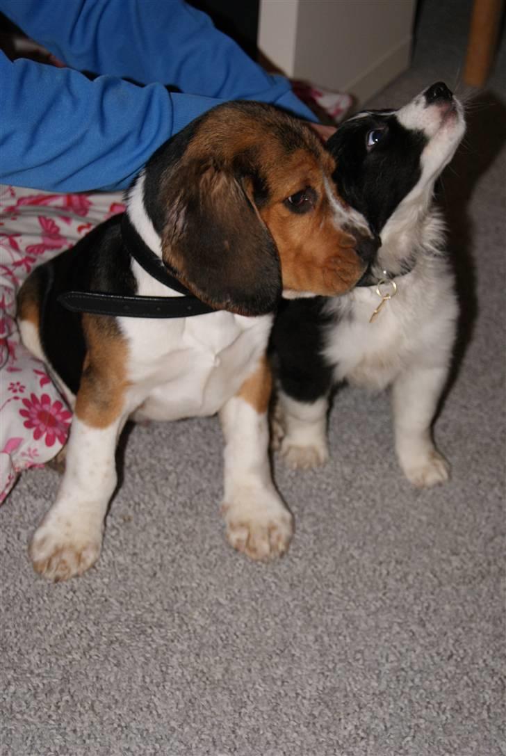 Beagle Bailey (Himmelhund) - Bailey og hans ven, nabohunden Ares :) billede 4