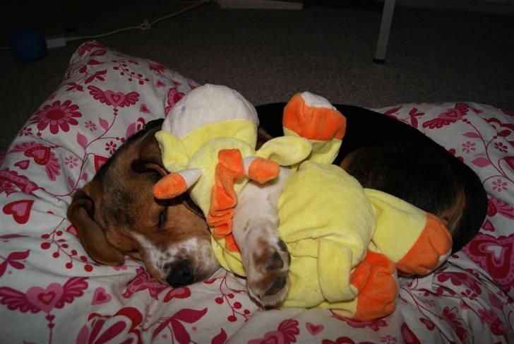 Beagle Bailey (Himmelhund) - Baailey 14/10-2010 <3 billede 5