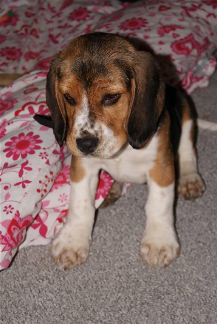 Beagle Bailey (Himmelhund) - Min lille skat!! <3 billede 6