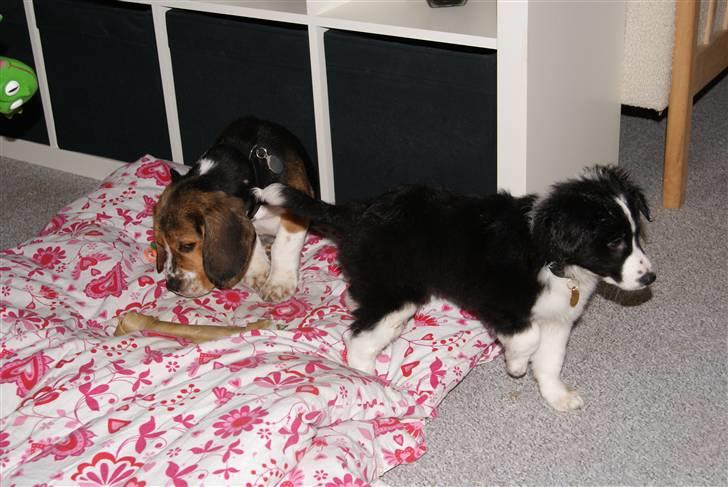Beagle Bailey (Himmelhund) - Bailey og hans ven, nabohunden Ares :) billede 7