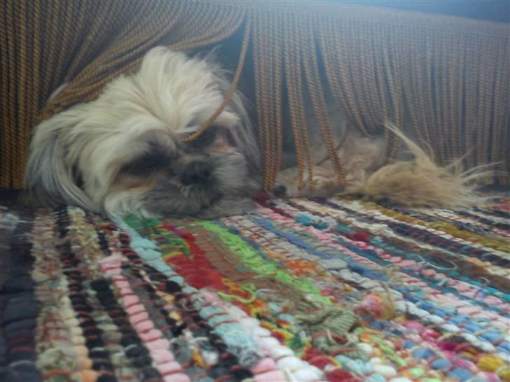 Shih tzu Kaisia - Kaisia putter under fifa´en...!!!! billede 14