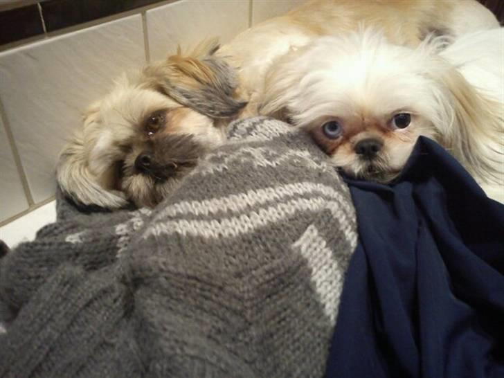 Shih tzu Kaisia - Kaisia og "lillesøster" Maggie putter på Mor/Mormor´s strikketrøje :-) billede 15