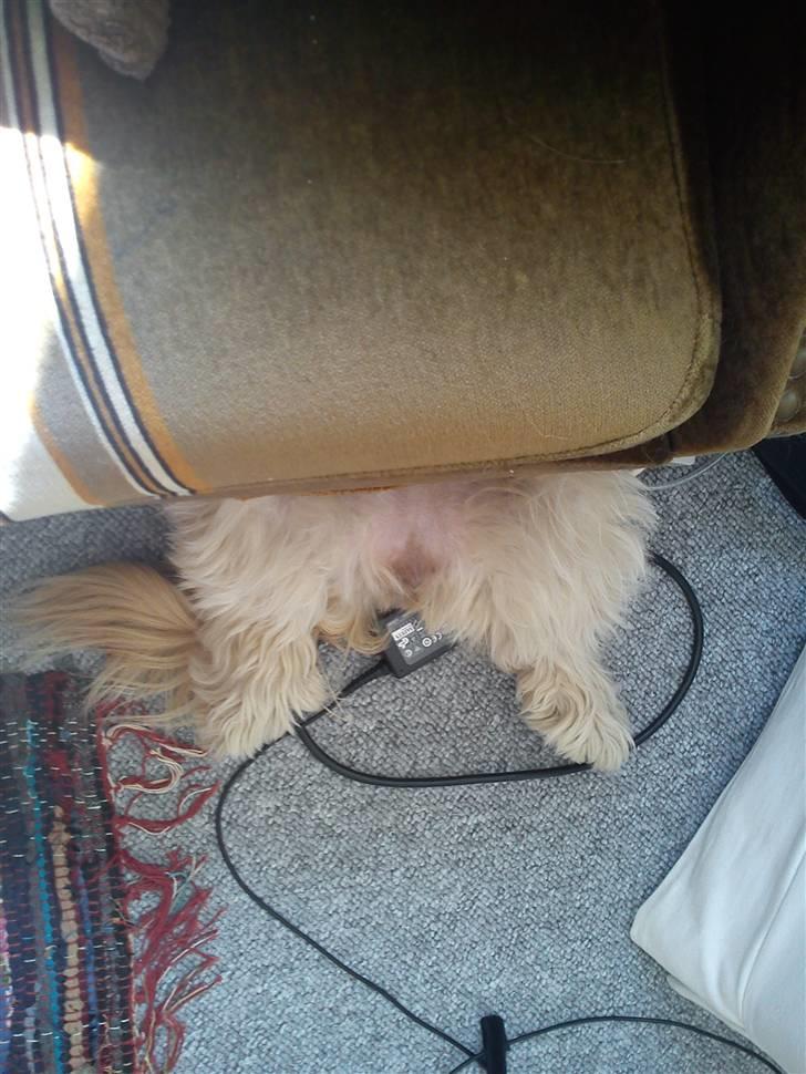 Shih tzu Kaisia - Så putter vi da liiiige i en lidt mærkelig stilling under fifa´en.... HiHi..... billede 16