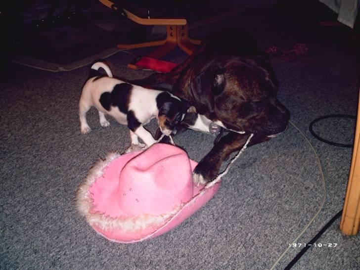 Blanding af racer Kato (Kejdow) billede 6