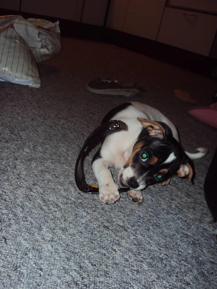 Blanding af racer Kato (Kejdow) billede 3