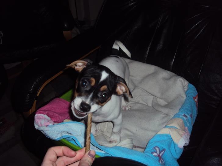 Blanding af racer Kato (Kejdow) billede 7