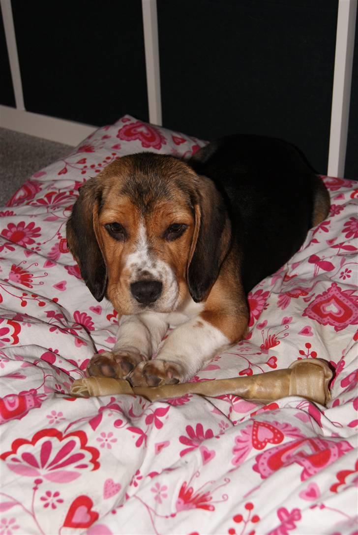 Beagle Bailey (Himmelhund) - Beagle Bailey <3 Charmetrolden! billede 8