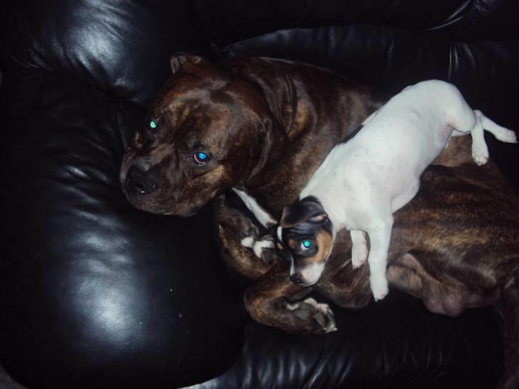 Blanding af racer Kato (Kejdow) billede 8