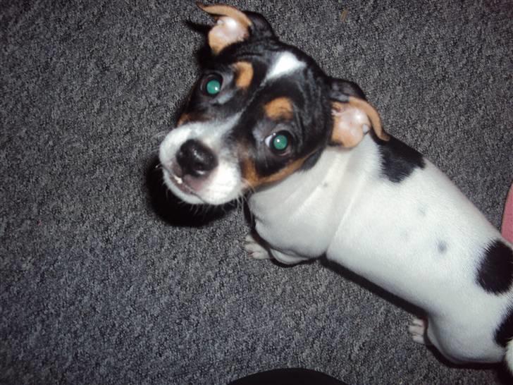 Blanding af racer Kato (Kejdow) billede 4