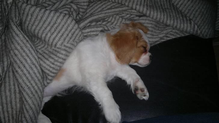 Cavalier king charles spaniel Ceres - Putter billede 1