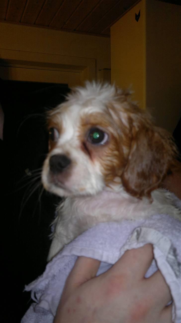 Cavalier king charles spaniel Ceres - Har lige taget bad :-) billede 2