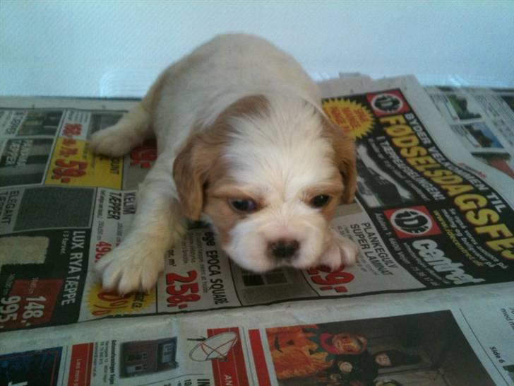 Cavalier king charles spaniel Ceres - Ca 4 uger gammel billede 3