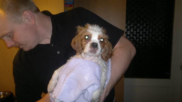 Cavalier king charles spaniel Ceres - Jeg er ikke vild med det bad der  billede 4