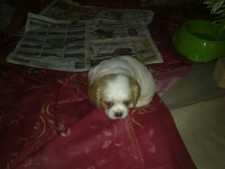 Cavalier king charles spaniel Ceres - Her bor jeg stadig ved min mor :-) billede 5
