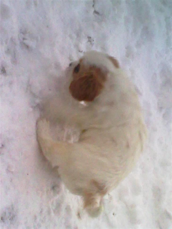 Cavalier king charles spaniel Ceres - Det er godt nok koldt for mine små fusser  billede 6