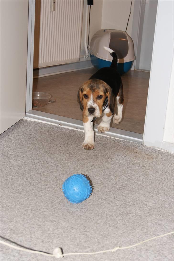 Beagle Bailey (Himmelhund) billede 9