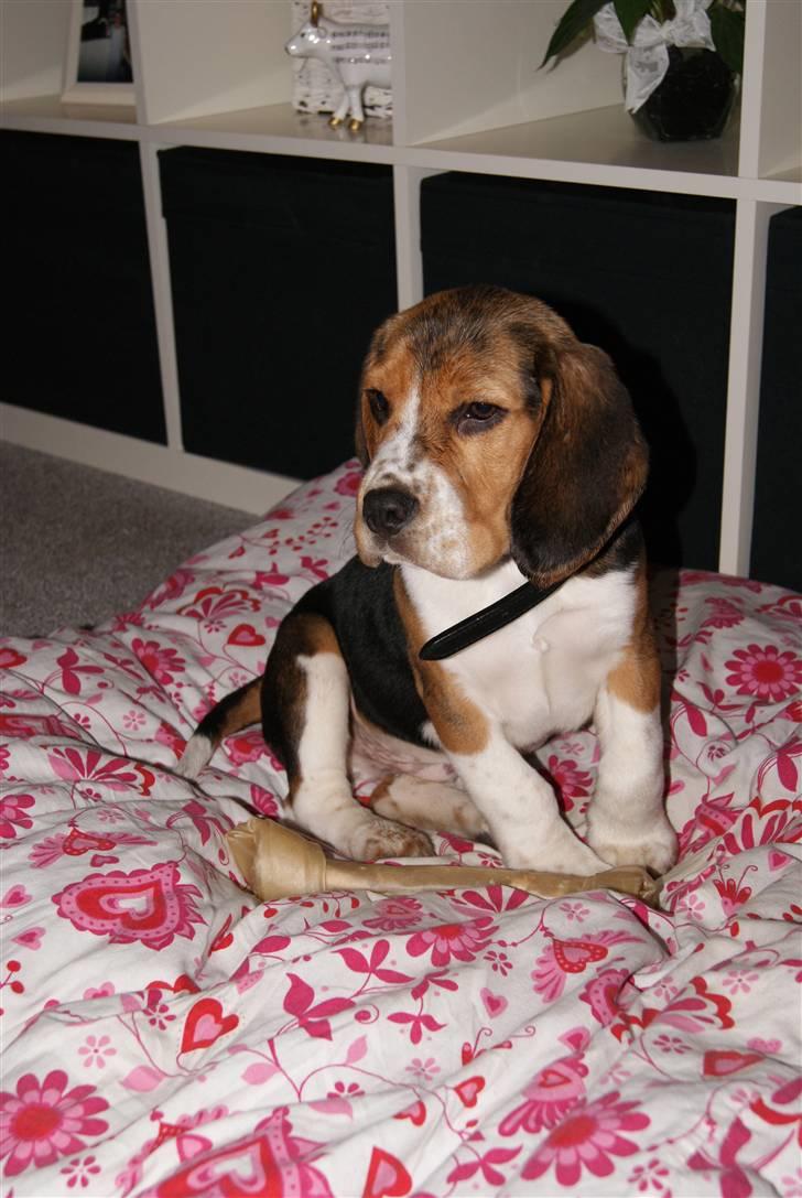 Beagle Bailey (Himmelhund) - Min lille vagthund :) billede 10