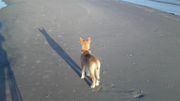 Tamaskan Dog Sølve - Bridge of Sighs - 10 uger og 1 dag gammel - på stranden for første gang billede 16