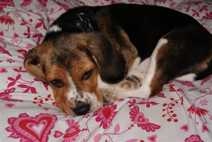 Beagle Bailey (Himmelhund) billede 11