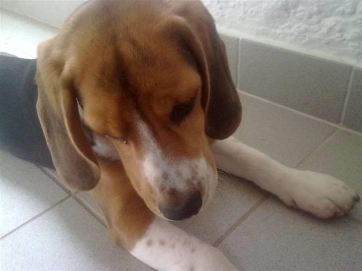 Beagle Bailey (Himmelhund) - Bailey den 17/3 - 20011  Lige vågnet fra middagsluren ;) billede 12
