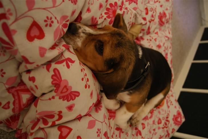 Beagle Bailey (Himmelhund) - Sov Sødt lille skat. billede 13