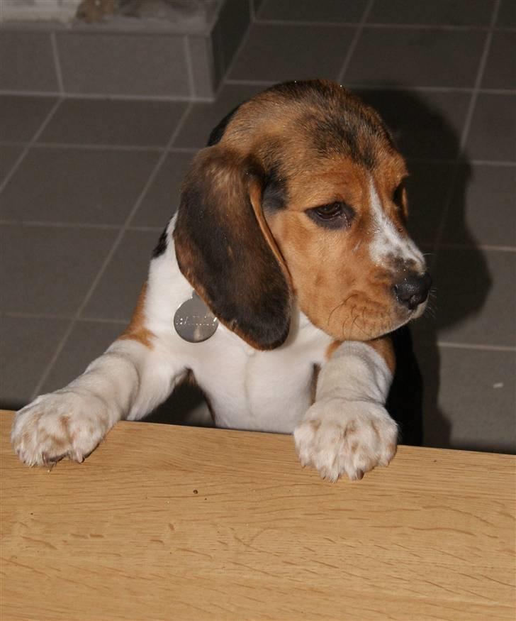 Beagle Bailey (Himmelhund) billede 14