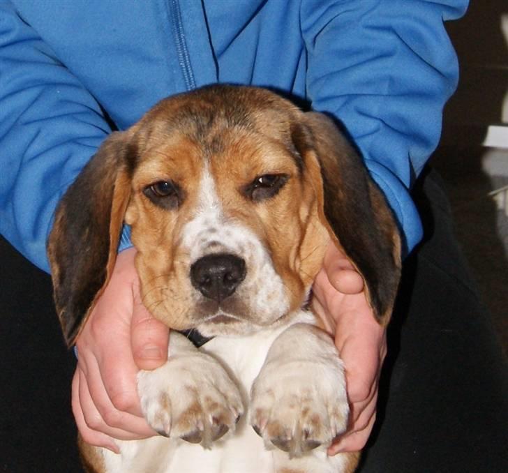 Beagle Bailey (Himmelhund) - MIN DEJLIGE BETTE DRENG! billede 15