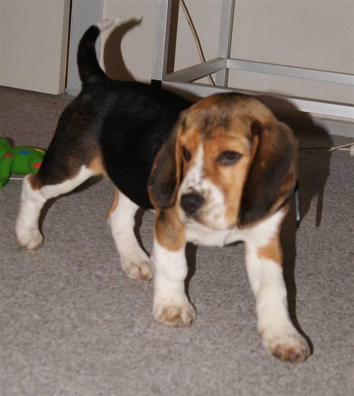 Beagle Bailey (Himmelhund) - Flotte Fyr ;) billede 16