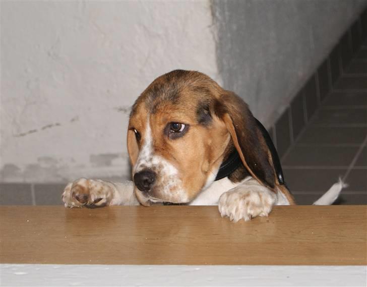 Beagle Bailey (Himmelhund) billede 17