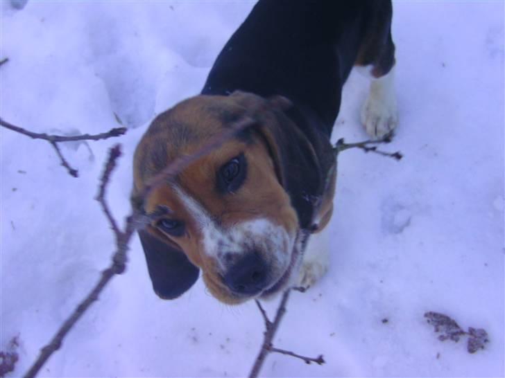 Beagle Bailey (Himmelhund) - Den 21/01-2011 Lille Bailey i hundeskoven :) billede 18